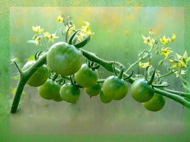 Зеленые помидоры по-американски